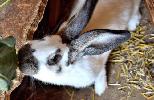 Ferienhaus & Weingut am Steingebiss - Foto 71