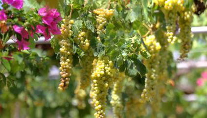 Venetis Luxury Apartments - Foto 4, Garden, Garden view