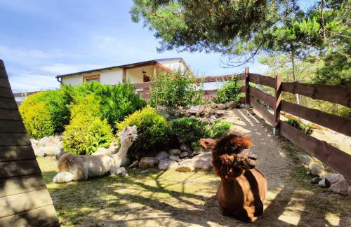 Agroturystyka Zagroda Alpaka - Foto 44