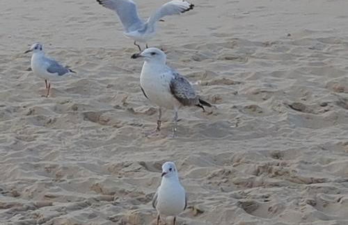Inselhof Usedom - Foto 31