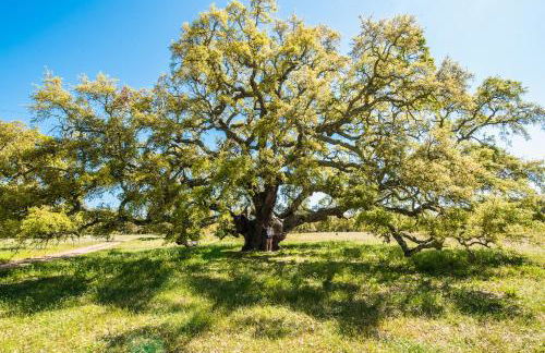 Monte do Giestal - Casas de Campo & Spa - Foto 11