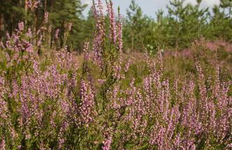 Agroturystyka Sominy - Foto 33