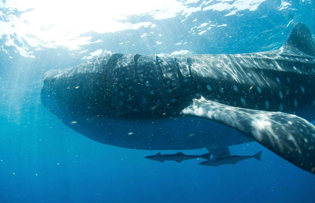 Snorkelling with Whale Sharks in Holbox - Photo 10