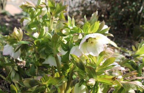 Maison Mille Fleurs - Foto 31