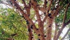 Piccolo Recanto - Foto 5