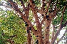 Piccolo Recanto - Foto 5