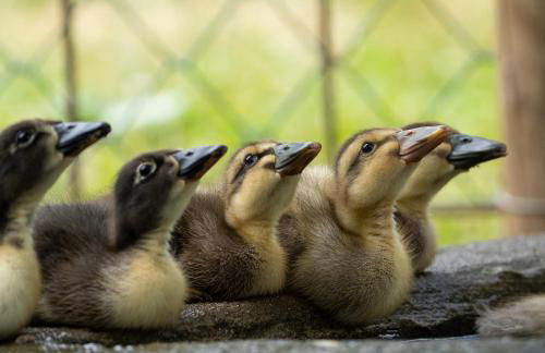 Tribus Lorenz - Wiesgut - Photo 29