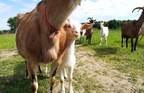 Dylewianka - Foto 28