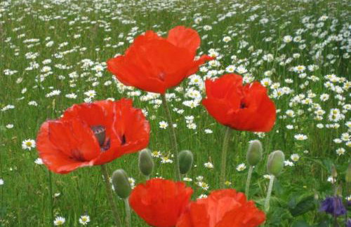 Ferienwohnung Gäste Oase - Foto 20