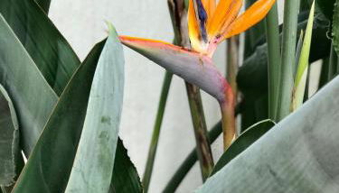 Estrelícia - Foto 2