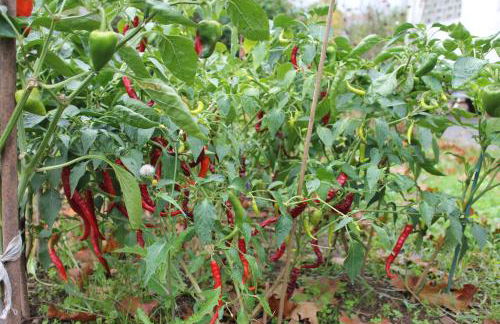 Aritza Apartamentos Turísticos Rurales - Foto 67