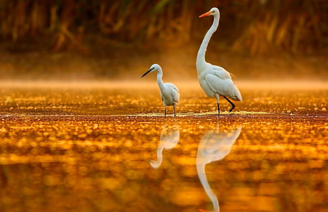 Habitat Noosa - Foto 45