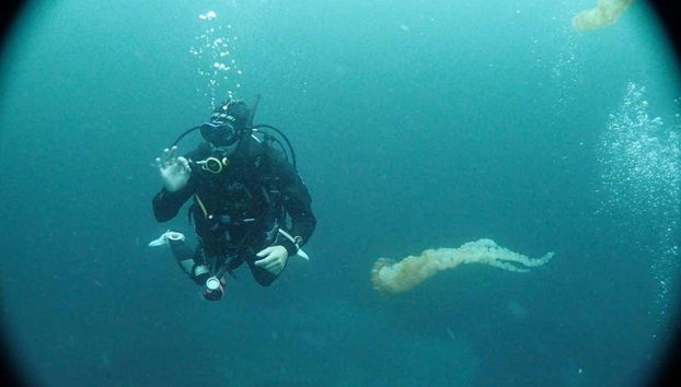 Tongoy Beginners Scuba Diving - Photo 3, Come face to fin with marine wildlife