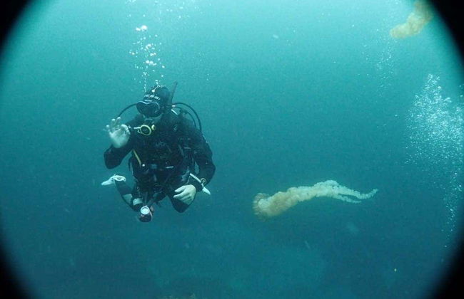 Tongoy Beginners Scuba Diving - Photo 3