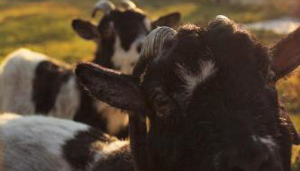 Gite Senguinous 1 - Foto 2