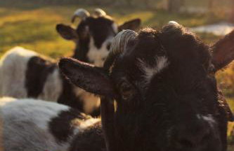 Gite Senguinous 1 - Foto 2