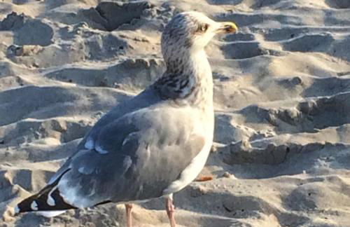 Emilias Hüs, Reethaus in der Bucht von Wismar - Photo 40