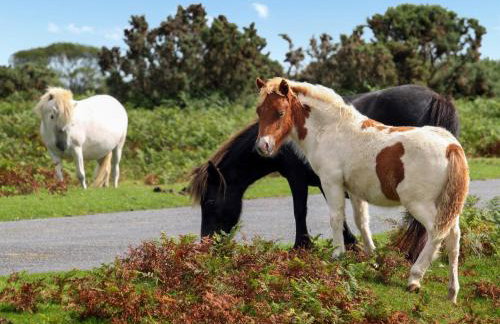 Little Forda - Foto 15