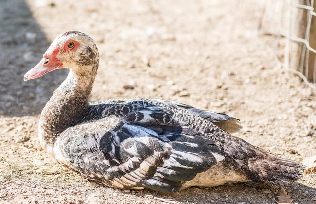 Podere Il Sorriso Degli Angeli - Photo 12