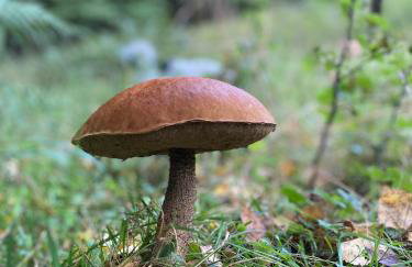 Domek Leśne Zacisze - Foto 26