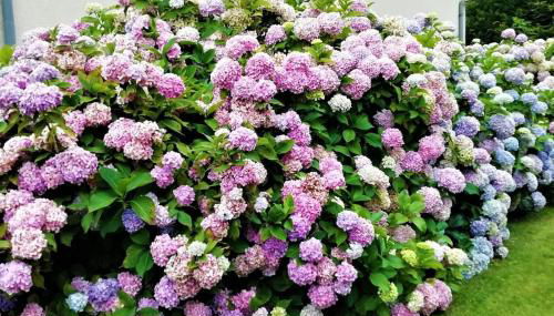 Calme et sérénité au gîte des hortensias - Foto 2