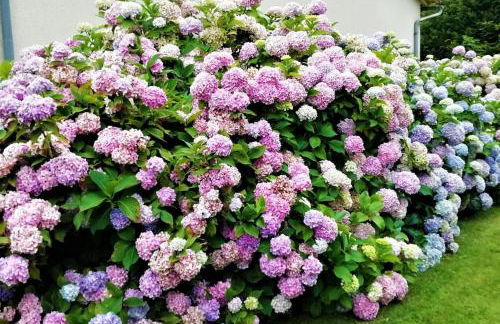 Calme et sérénité au gîte des hortensias - Foto 2