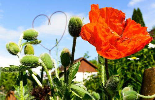 Anna's Siedlungshäusle - Foto 11