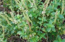 Casa Imbé com piscina 4 quartos - Foto 15