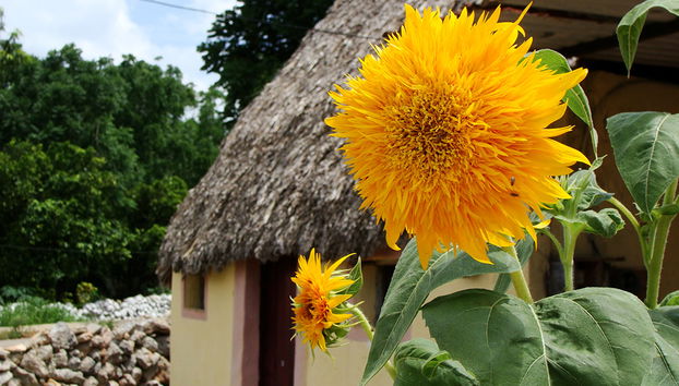 El Camino Real y el cenote San Ignacio - Foto 3