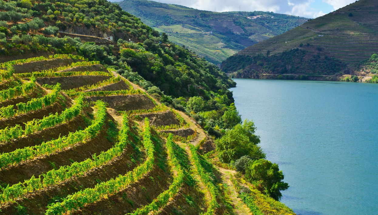 Crucero de 1 día a Régua