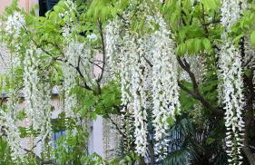 Romantic garden sea view Nervi - Foto 31