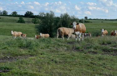 Naturnahes, neu möbl.Apartment, hundefreundlich - Foto 8