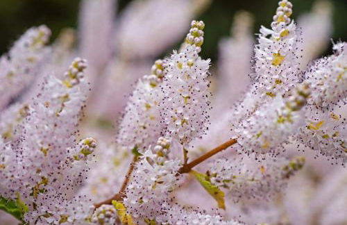 Chalé Flores e Amores - Photo 37