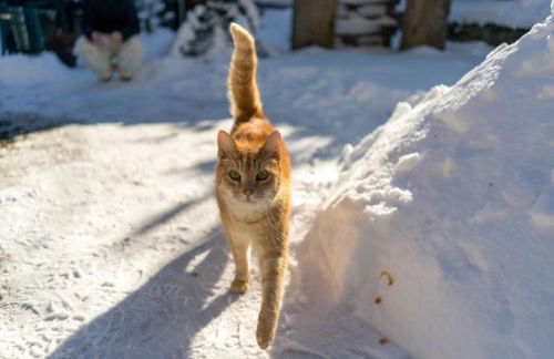 Ferienhof Homann Sauerland - Foto 23