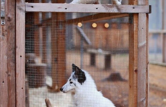 Shishki na Lampushke - Bavarsky Khutor - Foto 19