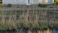 Ferienhaus Lachmöwe - Foto 4