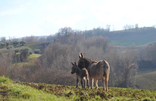 Sorelle Biologiche - Photo 53