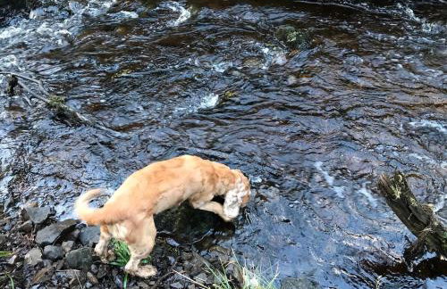 Foresters 4 Bedroom Apartment - Foto 20