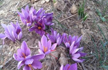 Angolo del Gelsomino - Foto 35