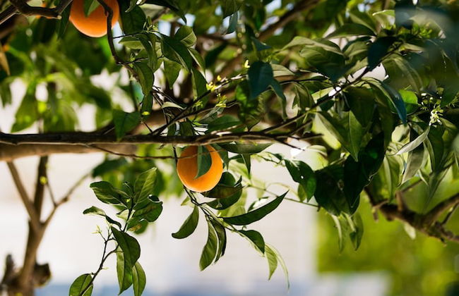 Antigone Estate - Foto 25