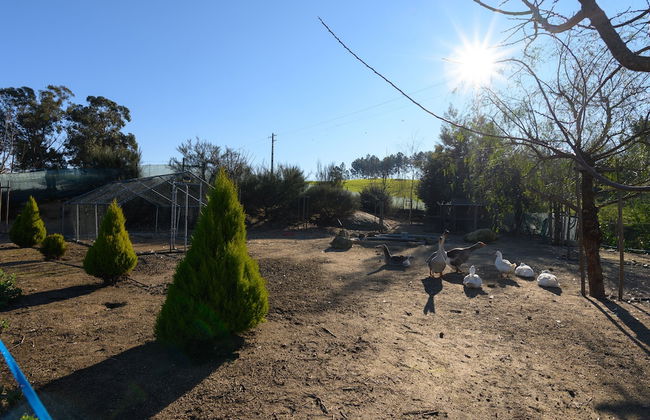 Laje da Bica Agroturismo - Foto 43