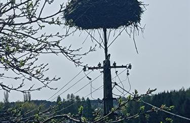 DOM w JESIONACH Brajniki - działka 1 HEKTAR - Photo 49