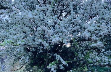 Agriturismo Is Conchisceddas - Foto 57