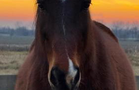 Agriturismo I Leprotti - Foto 4