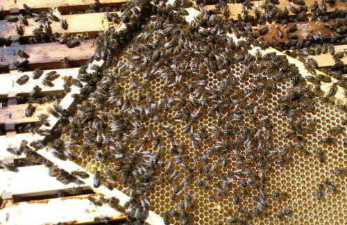 Ferienwohnung Bienenherz - Foto 13