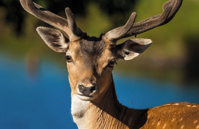 Ulvereds Hjorthägn - Foto 8