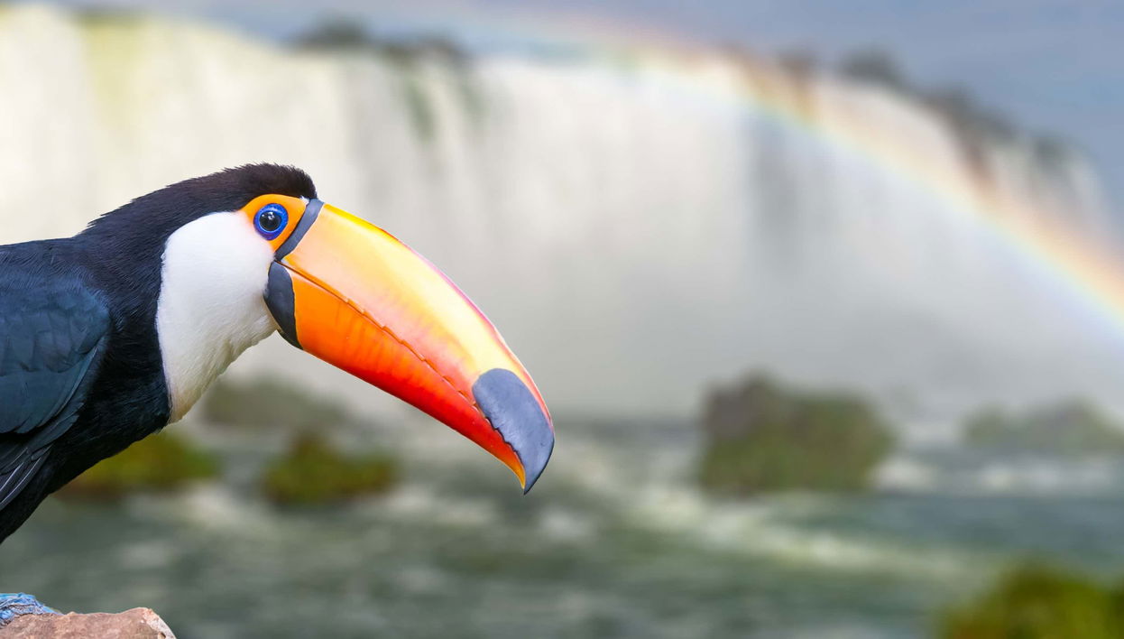 Tour de aventura en Macuco Safari - Foto 1, Tour de aventura en Macuco Safari