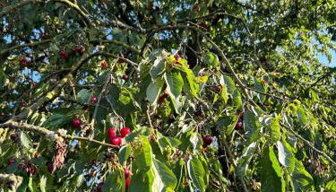 Ferienwohnung am Waldrand mit großem Garten - Foto 5, Garden, Garden view