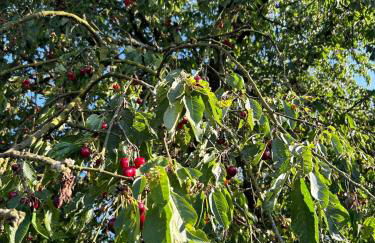 Ferienwohnung am Waldrand mit großem Garten - Foto 5