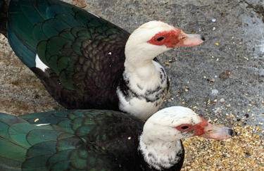 Παραδοσιακός πέτρινος ξενώνας σε φάρμα - Foto 10